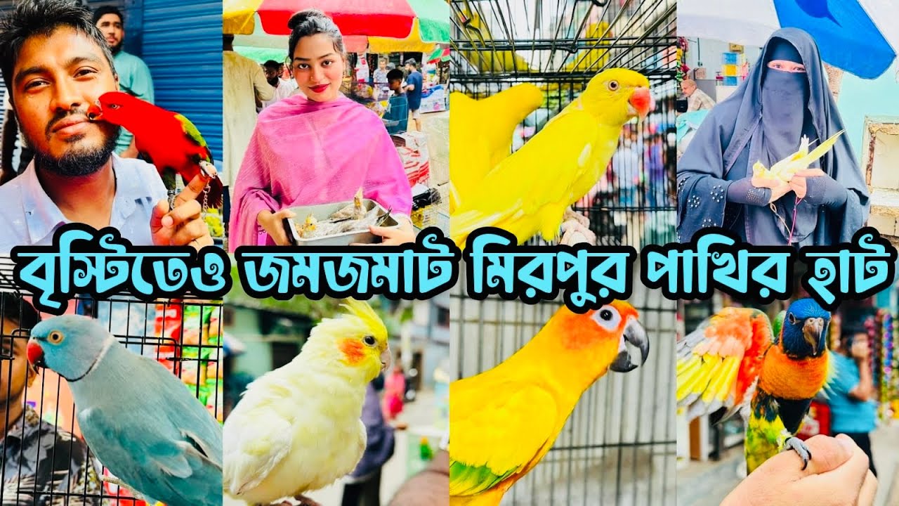 ঝুম বৃস্টিতে জমজমাট মিরপুর ১ পাখির হাট | Murpur 1 Pakhir Hat | Birds Price BD #viralvideo #birds