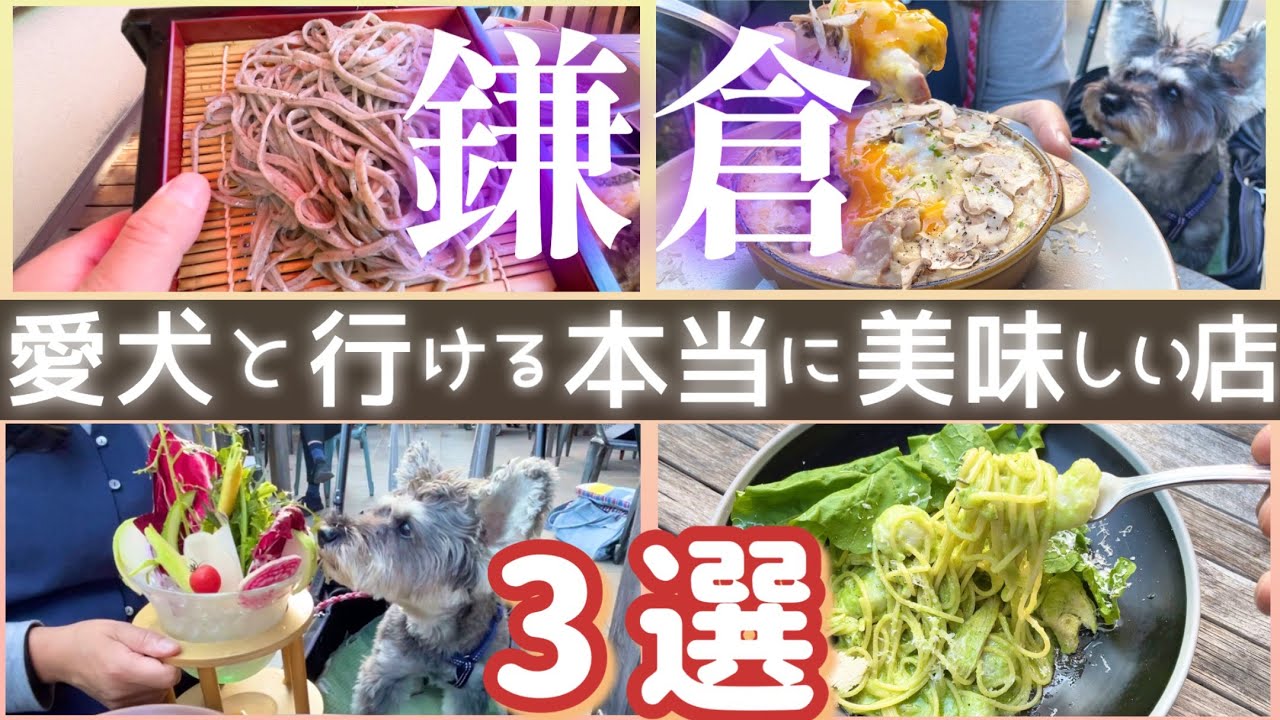 【鎌倉】何度もリピートする 本当に美味しいおススメのお店 ☆ 鎌倉大仏(高徳院）や小町通りからも近いので【鎌倉観光】の時に。愛犬【シュナウザー】もニッコニコ♪