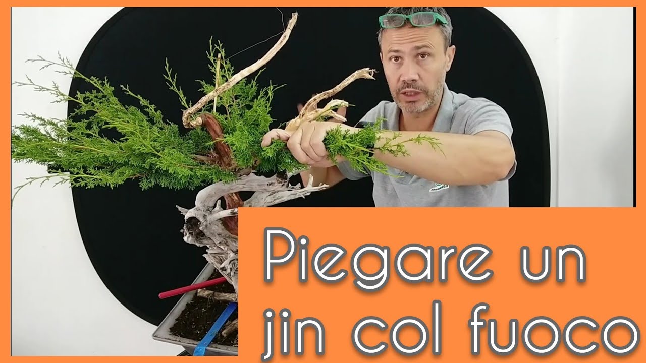 Ripiegare un jin col fuoco - tecnica bonsai