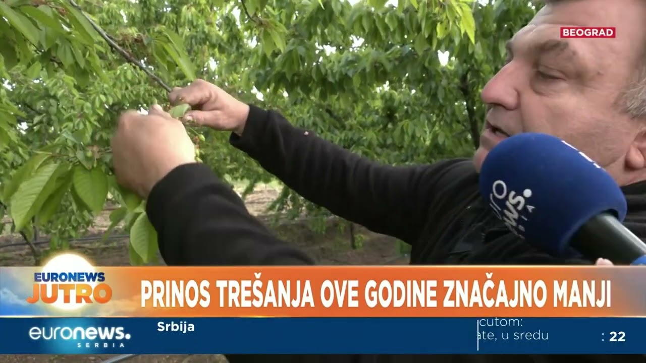 Voćnjaci u Ritopeku gotovo uni&scaron;teni