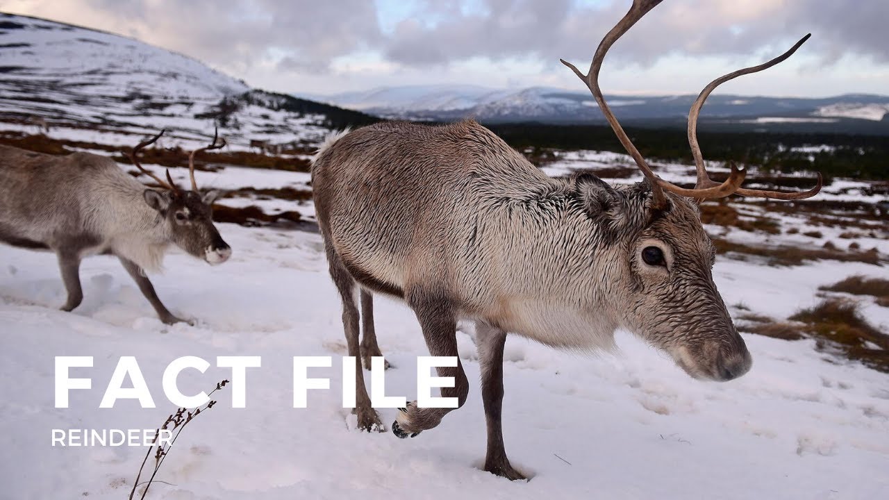 Facts about Reindeer