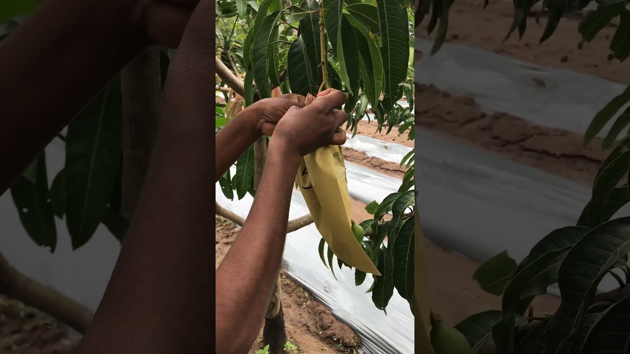 T.J.C Mango 🥭 protect with Fruit covering bag. #organic #mango #agriculture