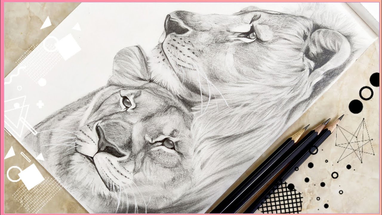 Drawing a realistic lion and a lioness with graphite pencils | speed drawing |