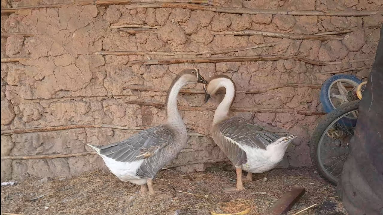 NOVAS AVES NO CRIAR E PRESERVAR JR