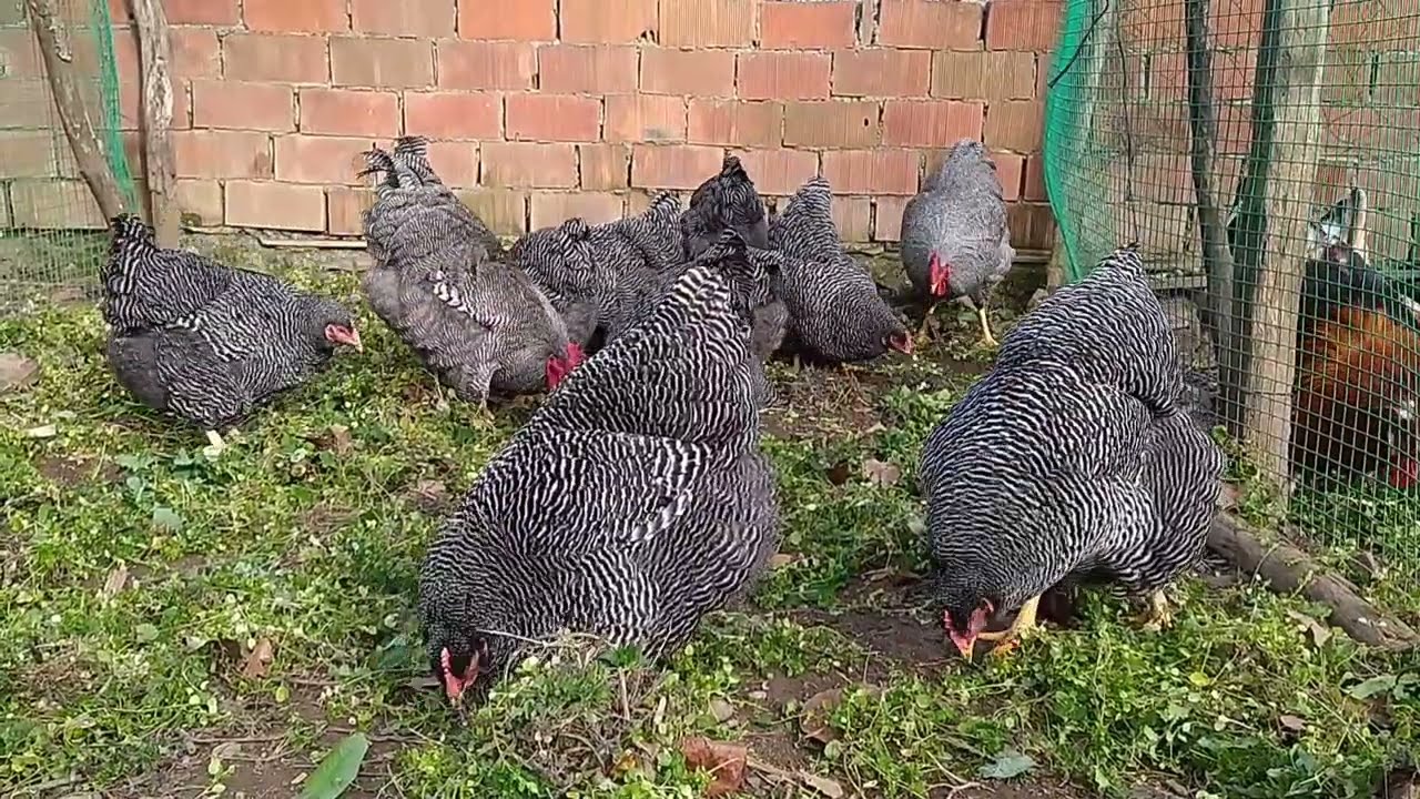 BARRED ROCK PLYMOUTH TAVUKLAR