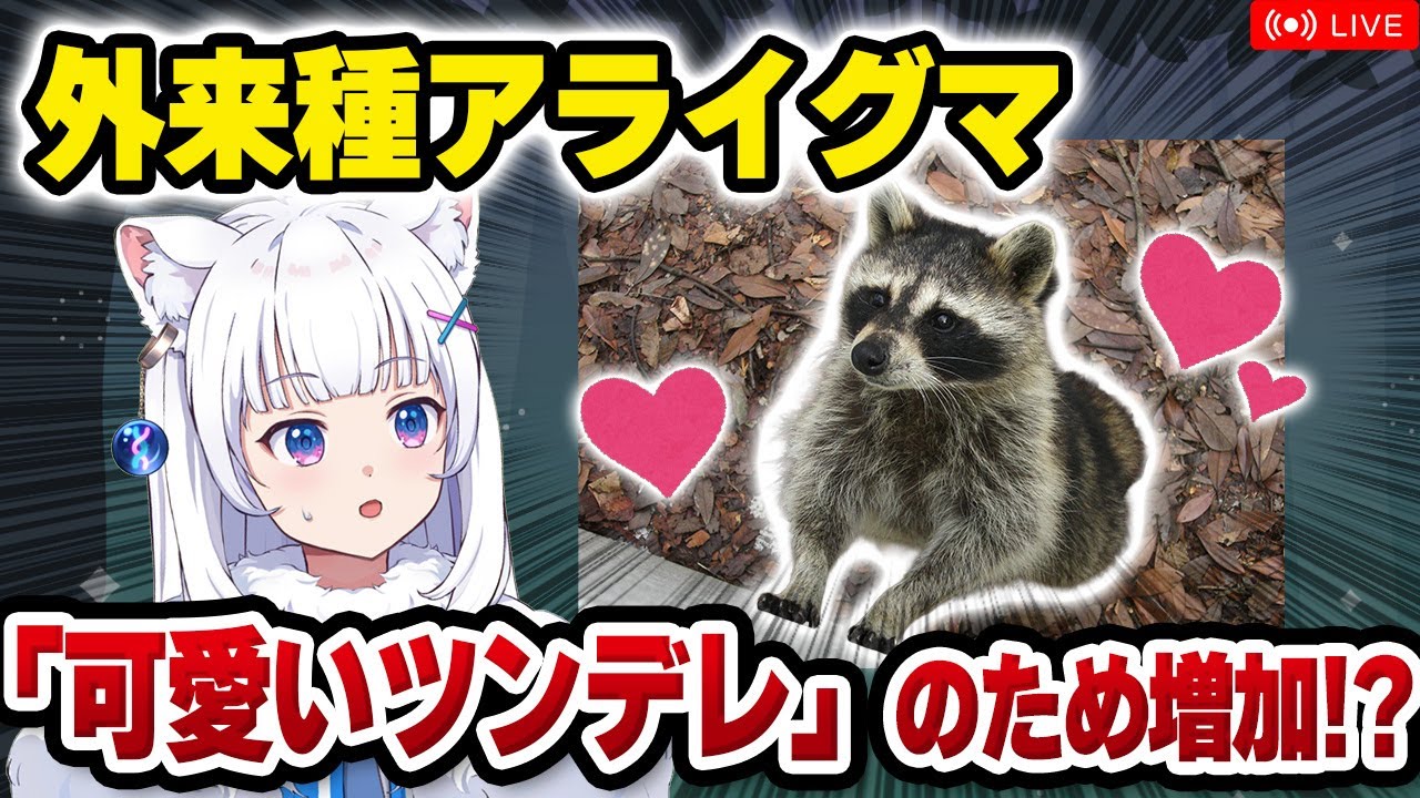 【獣医が解説】アライグマ、「ツンデレ」過ぎて日本で増加!? / 外来種アライグマの話【北国ここなの動物研究室】