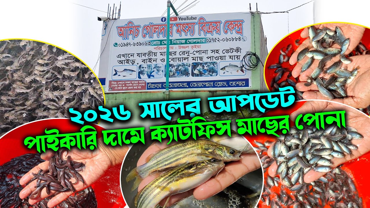 ২০২৬ সালের আপডেট পাইকারি দামে ক্যাটফিস মাছের পোনা কিনুন সরাসরি হ্যাচারি থেকে