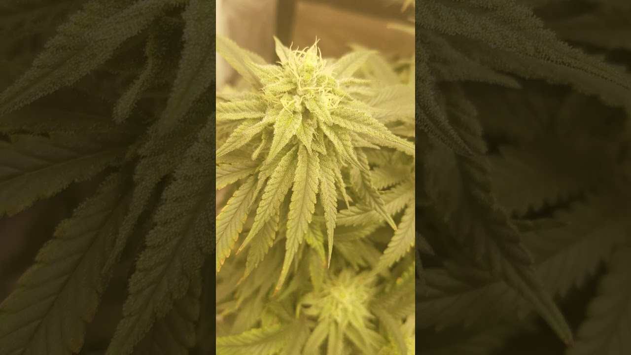 FLOWERING CHEMDAWG!!! WEEK 4!!!