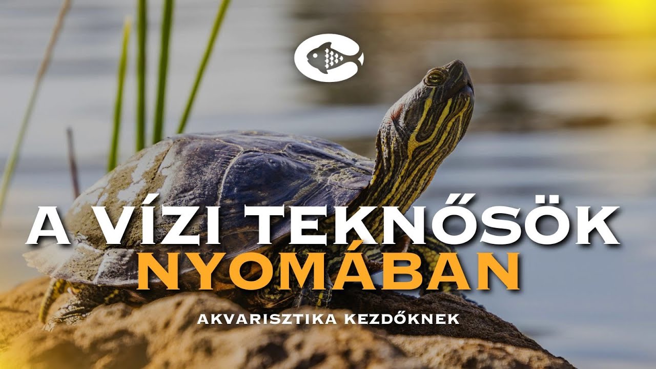 Hogyan tarts vízi teknőst helyesen? 🐢 – kezdők legnagyobb hibái és a megoldások