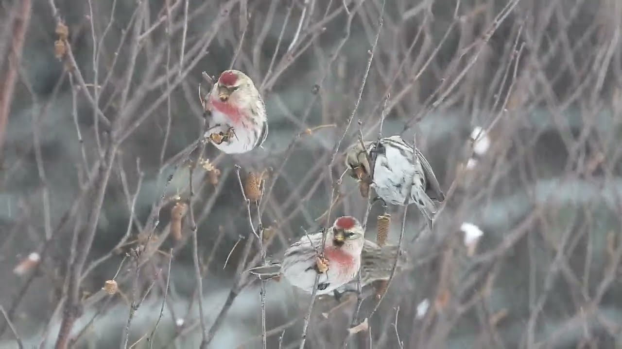 Common Redpoll