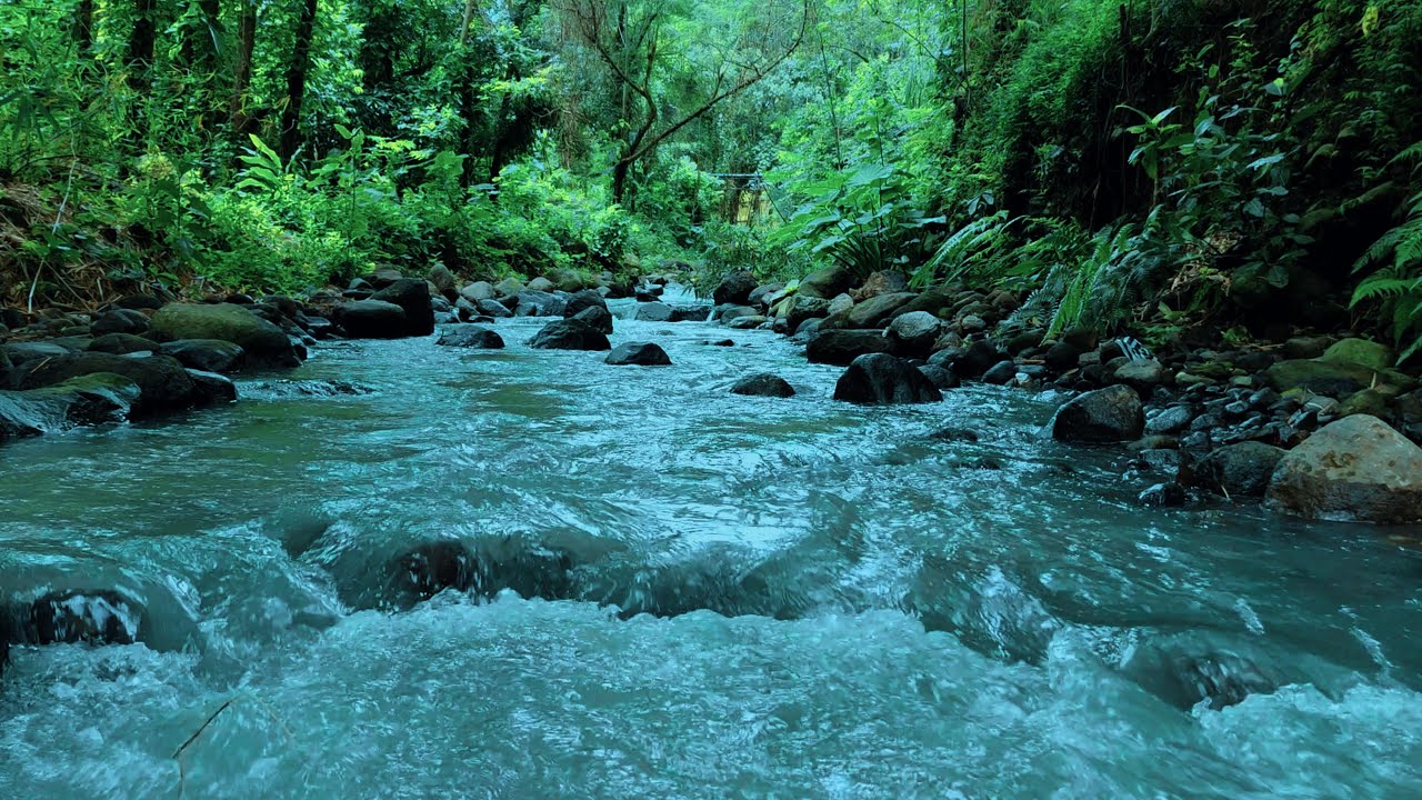 Peaceful River Ambience with Birds – Sleep, Relax & Unwind