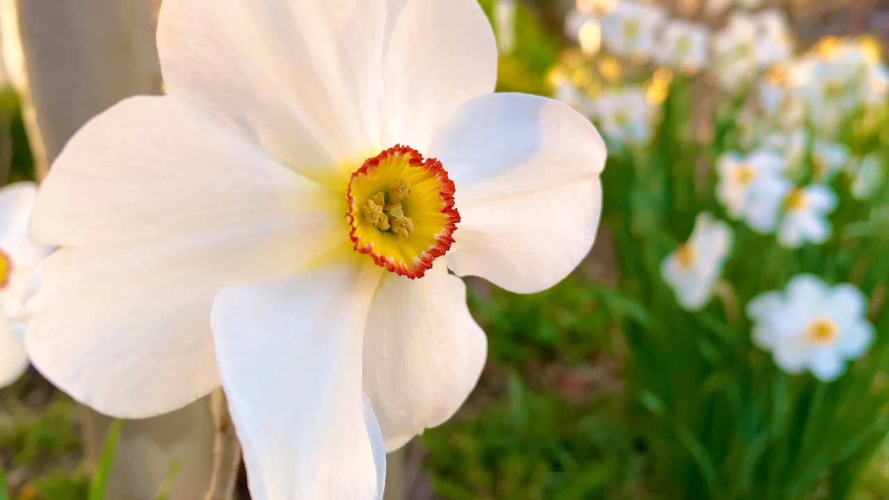 Spring Flowers Garden Tour: Gravetye Giant Leucojum, Poeticus Actaea Daffodils, Candytuft & More!