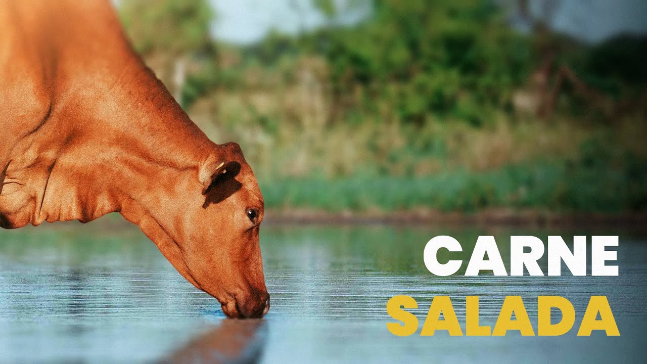 CAPITULO VI - A puro colorado, un rodeo para trabajar en las condiciones mas adversas - GANADERIA