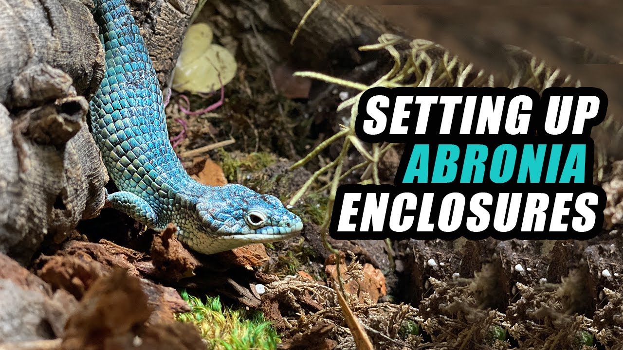 Our Abronia Enclosure Set ups! Setting up new breeding groups