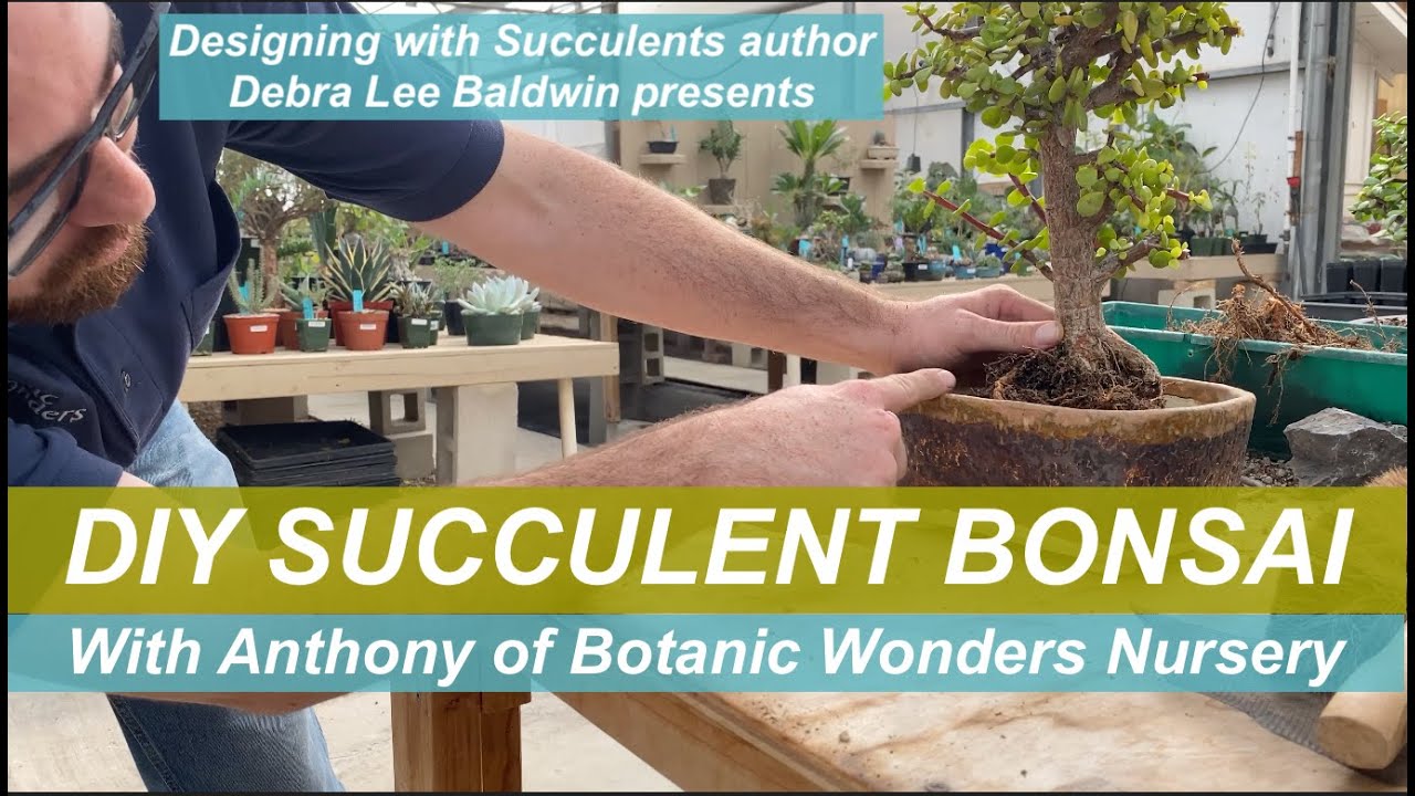 DIY 30-Minute Succulent Bonsai