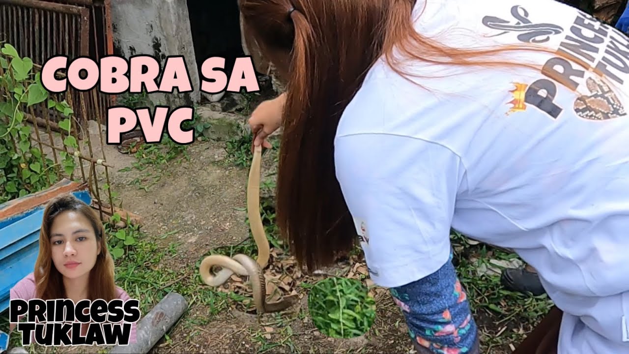 Cobra naghunos sa mga sako natagpuan sa mahabang pvc huli parin sa mag amang Princess at RodTuklaw