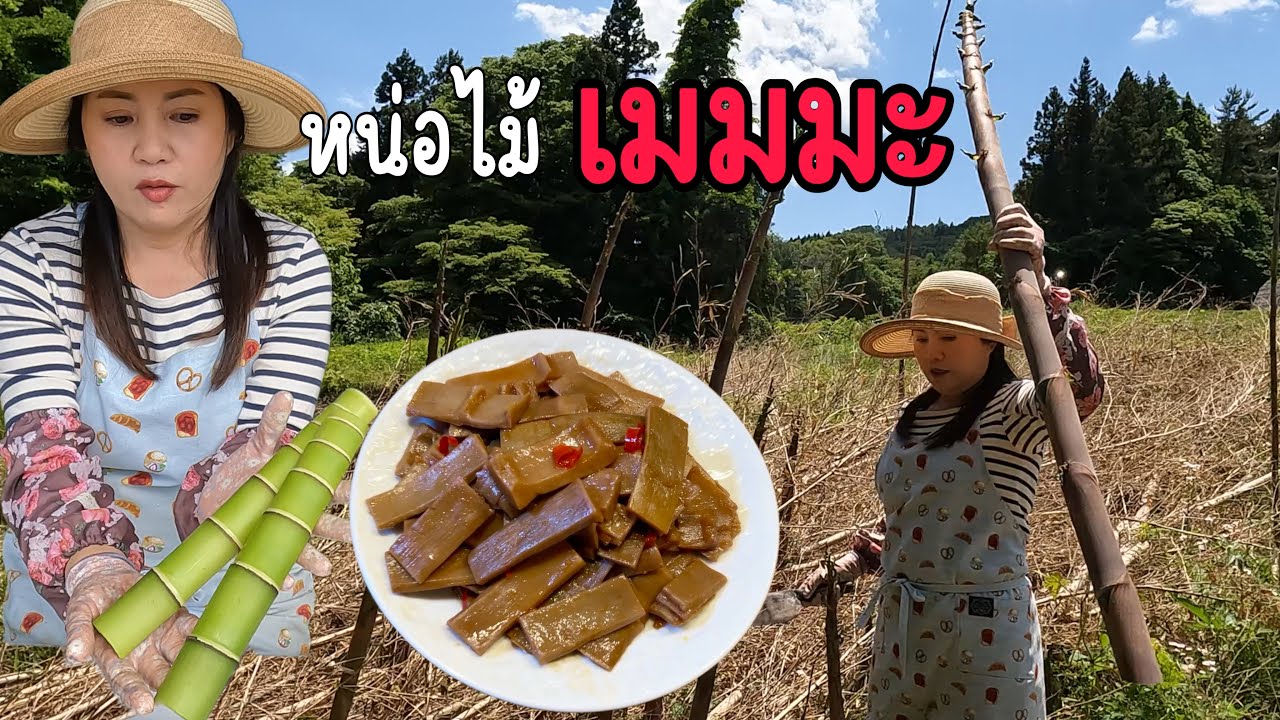 ตัดหน่อไม้ไผ่ปล้องมาทำ“เมมมะ” หน่อไม้ปรุงรสใส่ราเมงแบบฉบับญี่ปุ่นแท้ๆ 🎋