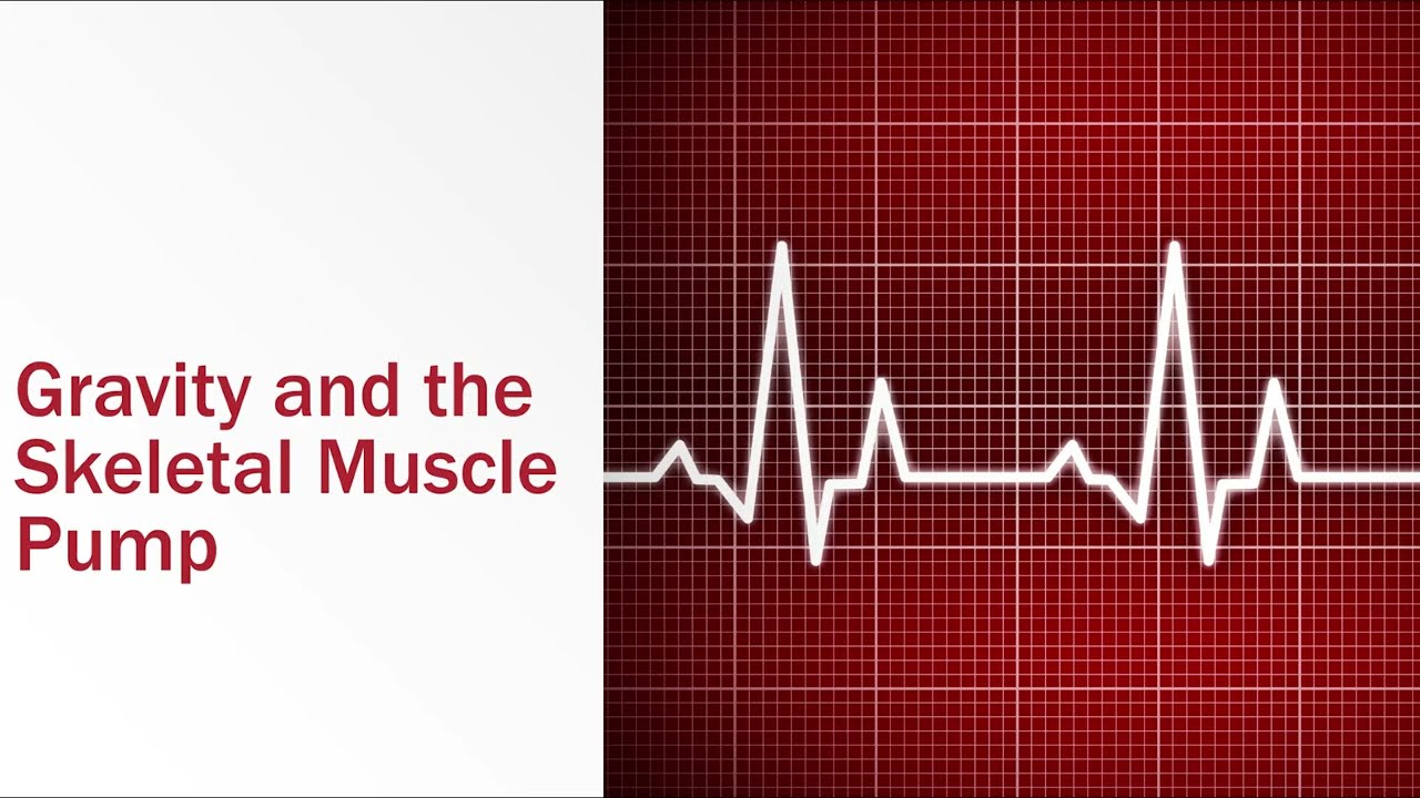 Gravity and the Skeletal Muscle Pump