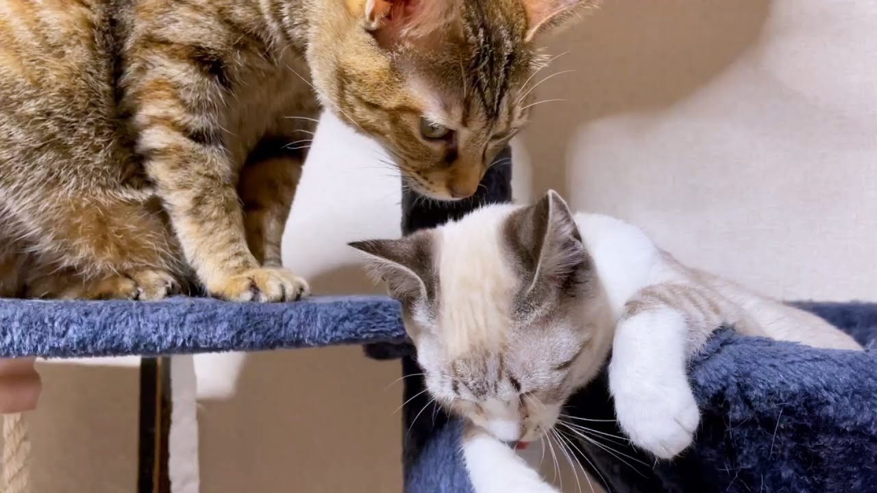 あんなところにお姉ちゃん猫が！見上げる子猫が可愛い～♥