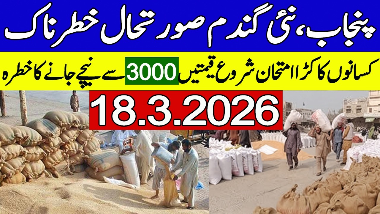 New Gandum Rates Today ! Wheat Support Price 2026