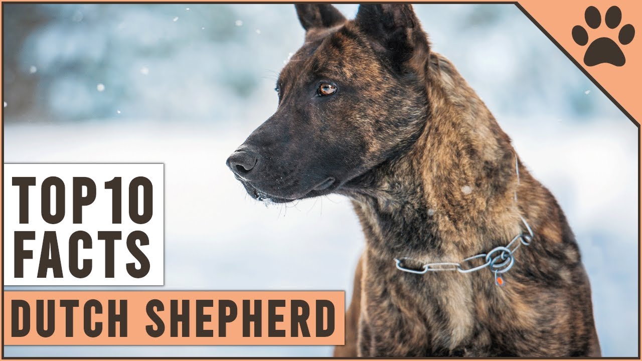 Dutch Shepherd - Top 10 Facts