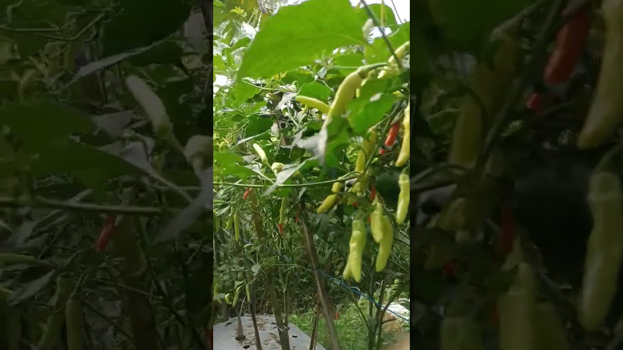 cabai #cabai #petani #hargacabai