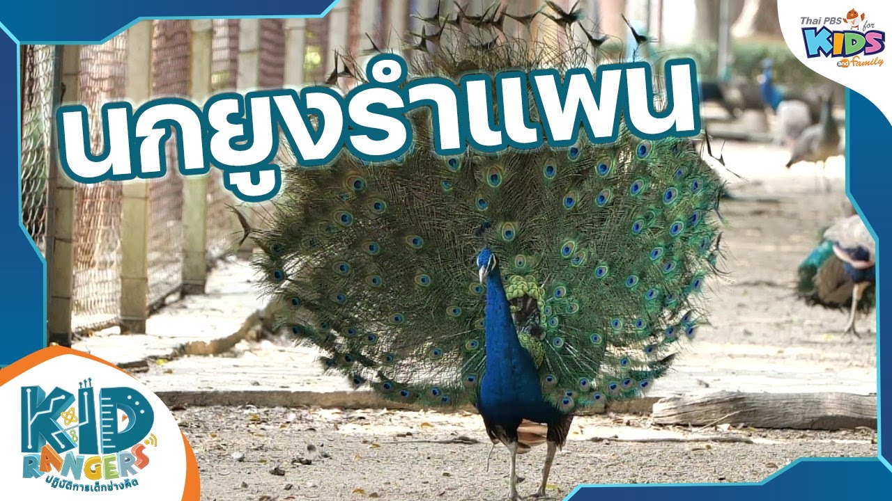 นกยูงรำแพน | Kid Rangers ปฏิบัติการเด็กช่างคิด