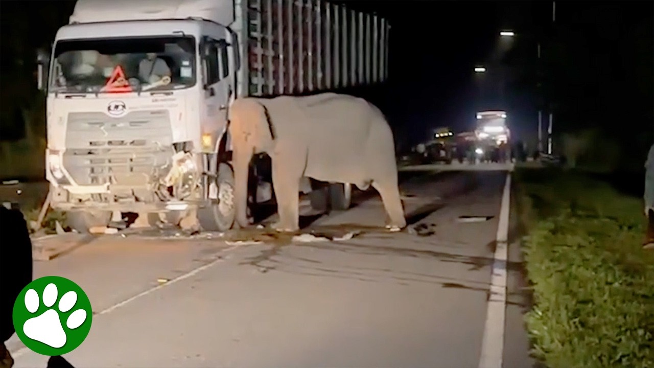 Elephant mother's heartbreaking reaction to calf being hit by truck