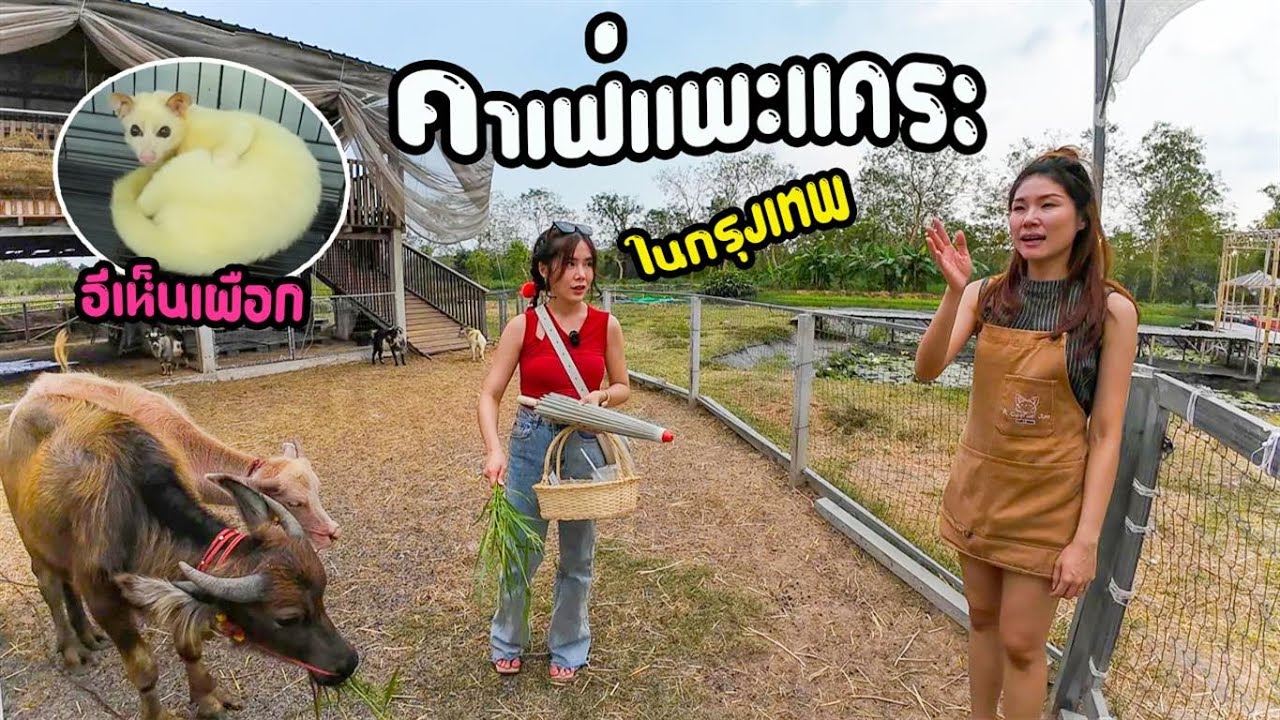 คาเฟ่(ฟาร์ม) แพะคระมินิปิ๊กมี่ ใหญ่สุดในกรุงเทพ บนพื้นที่4ไร่