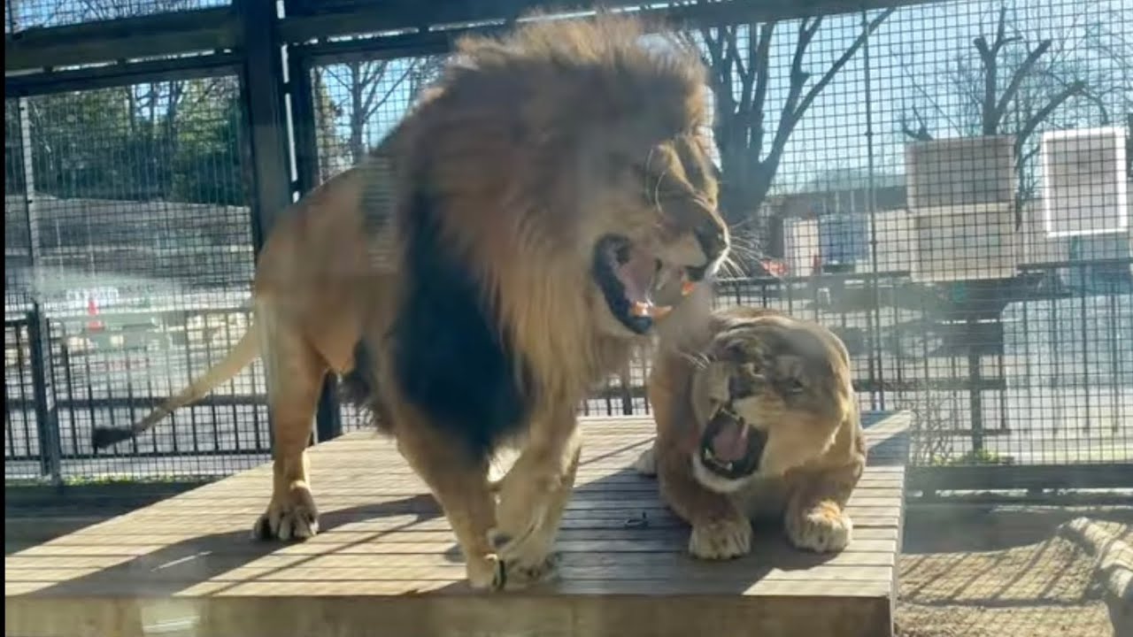 ライオン ライラの事が好きすぎるチャコ／桐生が岡動物園