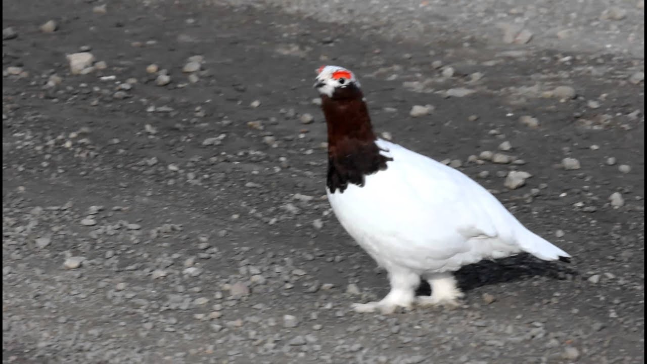 Call of the Willow Ptarmigan