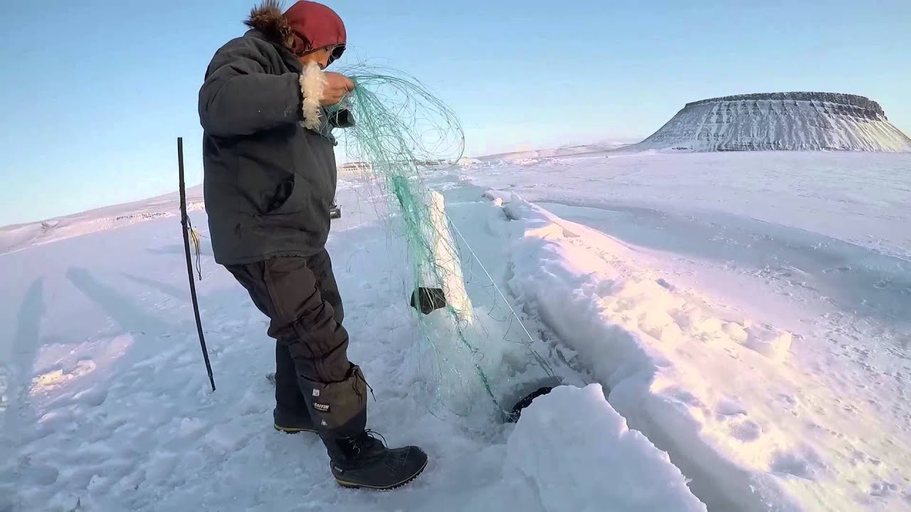 Hunting seals on dogsleds in Greenland with Inuits using nets