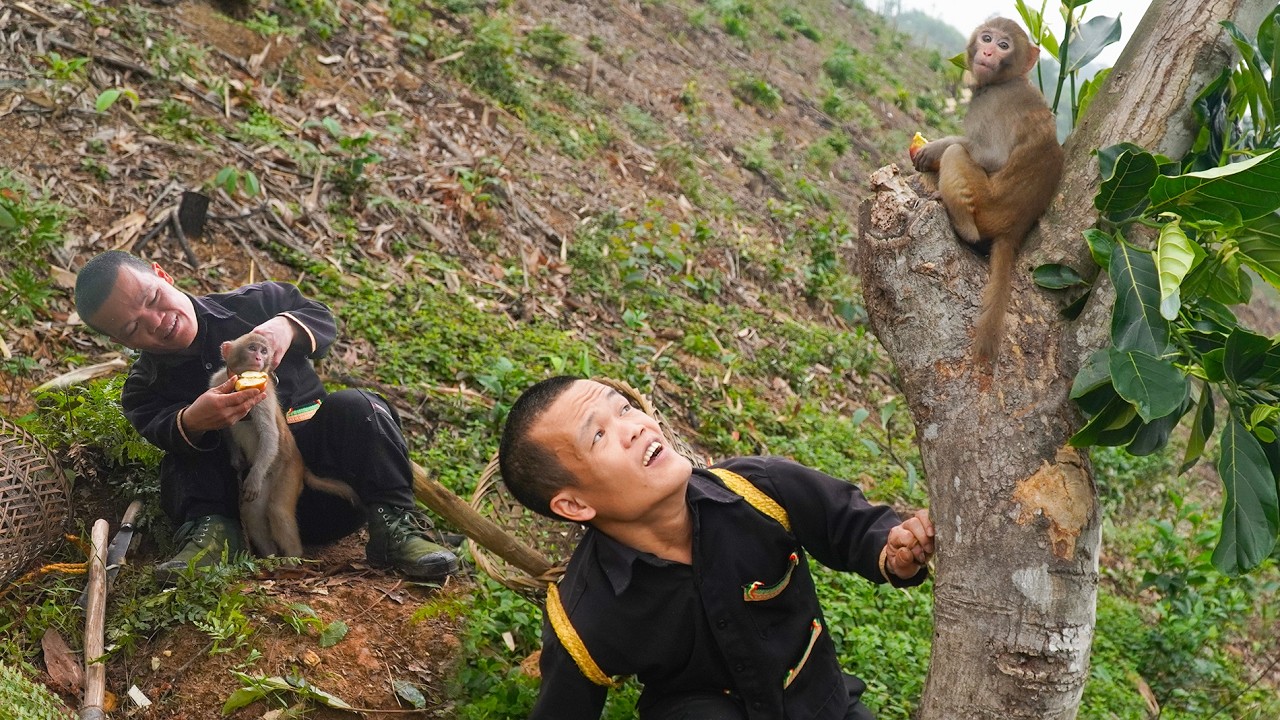 Dwarf Family Discovers Monkeys in the Natural Forest | Primitive Life