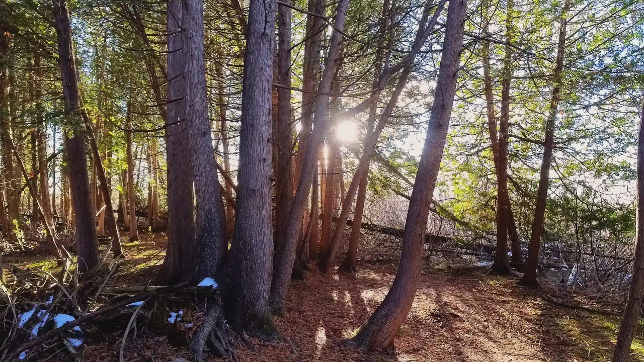 More late Fall sun through trees - Calming, relaxing nature scene | Outdoor Wellness Therapy
