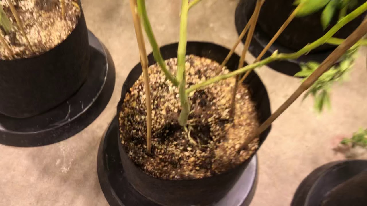 Dutch Lemon Zkittlez week 8 of flower