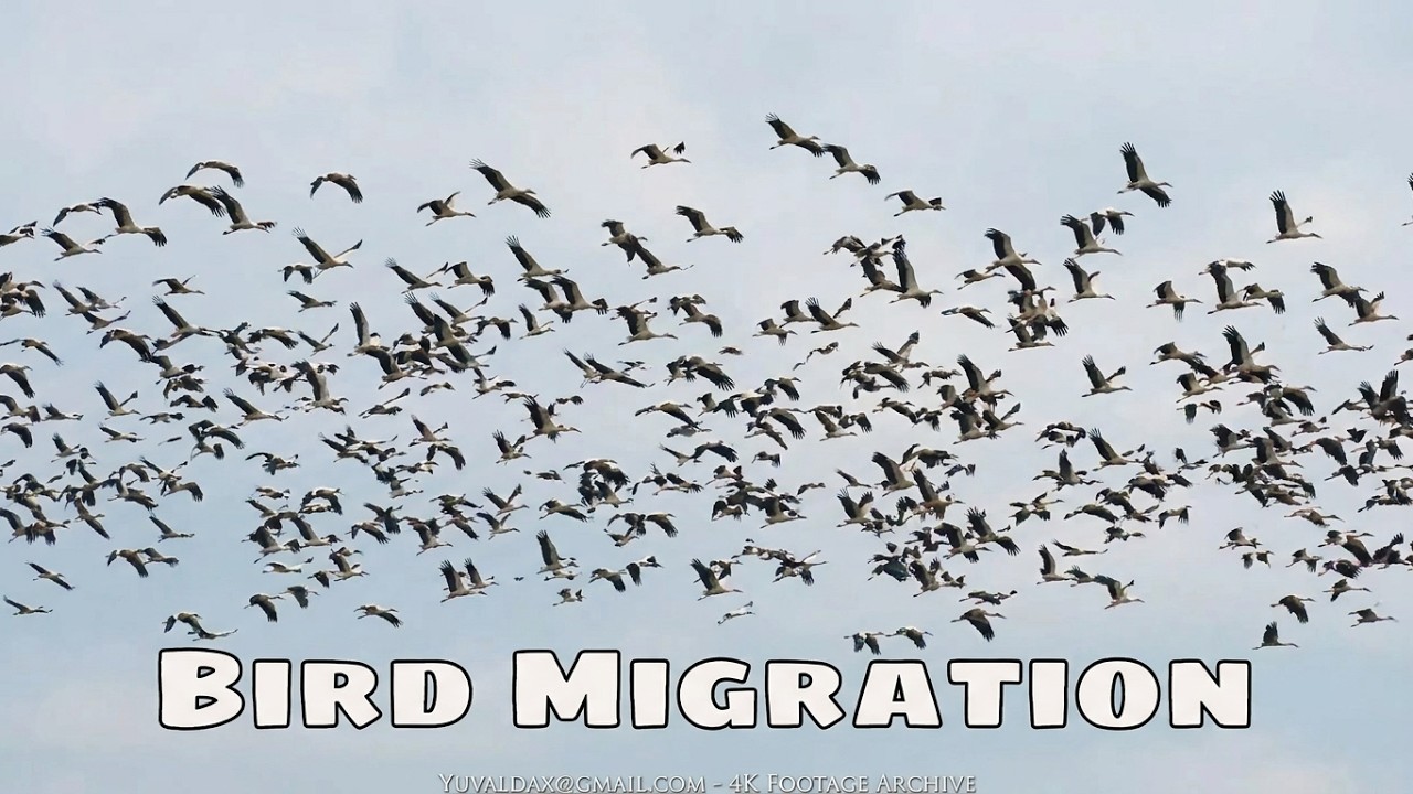 BIrd migration above Israel