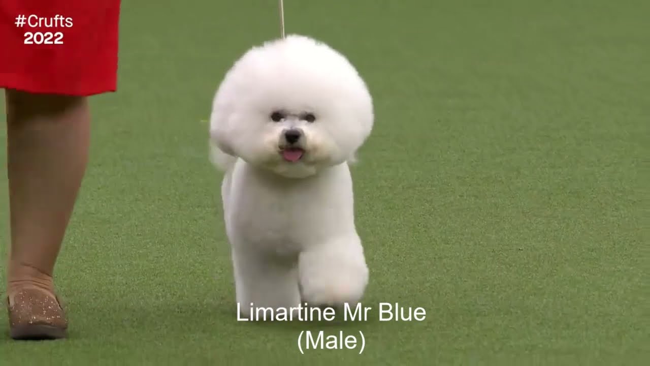 Best of Breed, Toy Group|BICHON FRISE|