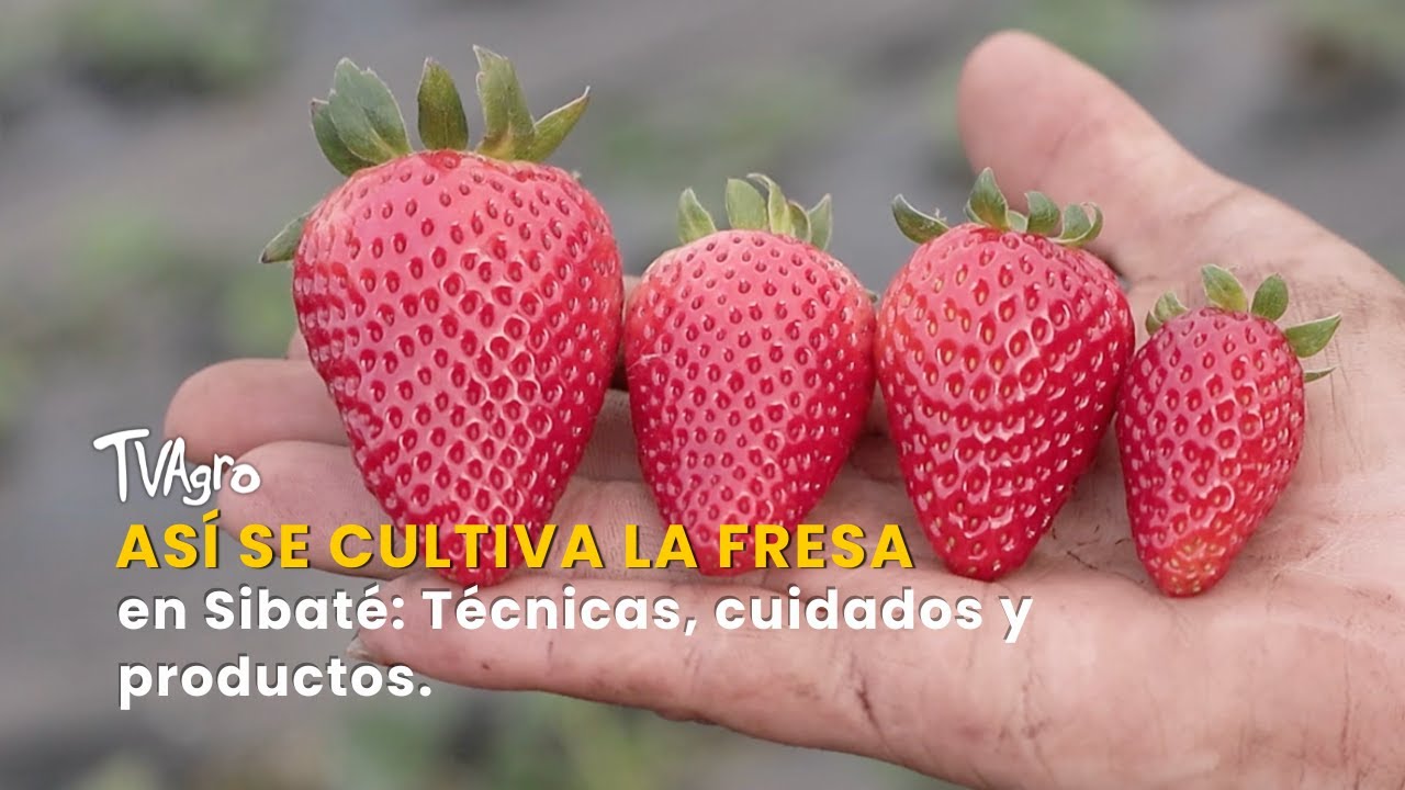 Así se cultiva la fresa en Sibaté: Técnicas, cuidados y productos - TvAgro por Juan Gonzalo Angel