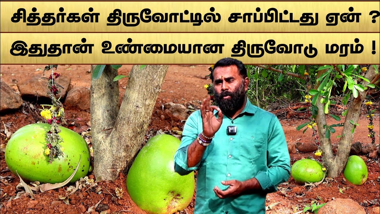 திருவோடு மரத்தின் சொல்லப்படாத ரகசியம் தெரியுமா 😲🙏| Thiruvodu maram spiritual powers| Athi Siddhar TV