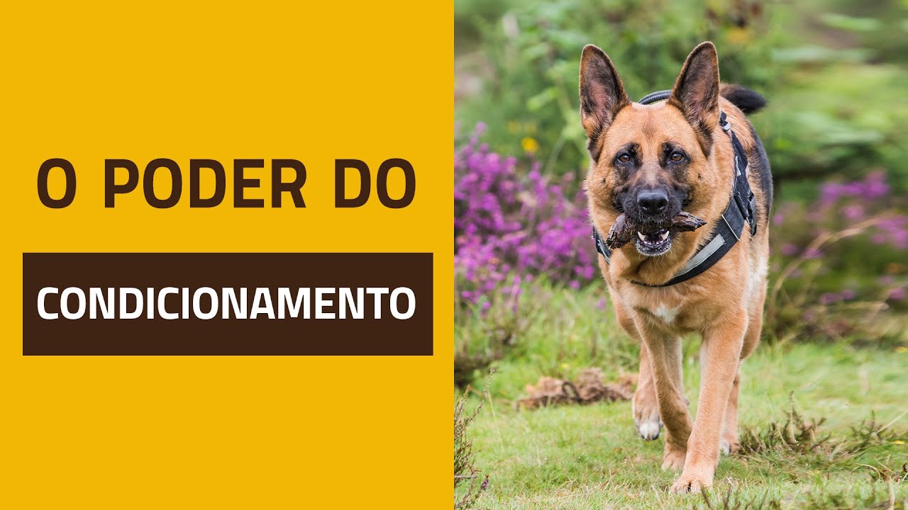 O poder do CONDICIONAMENTO CANINO