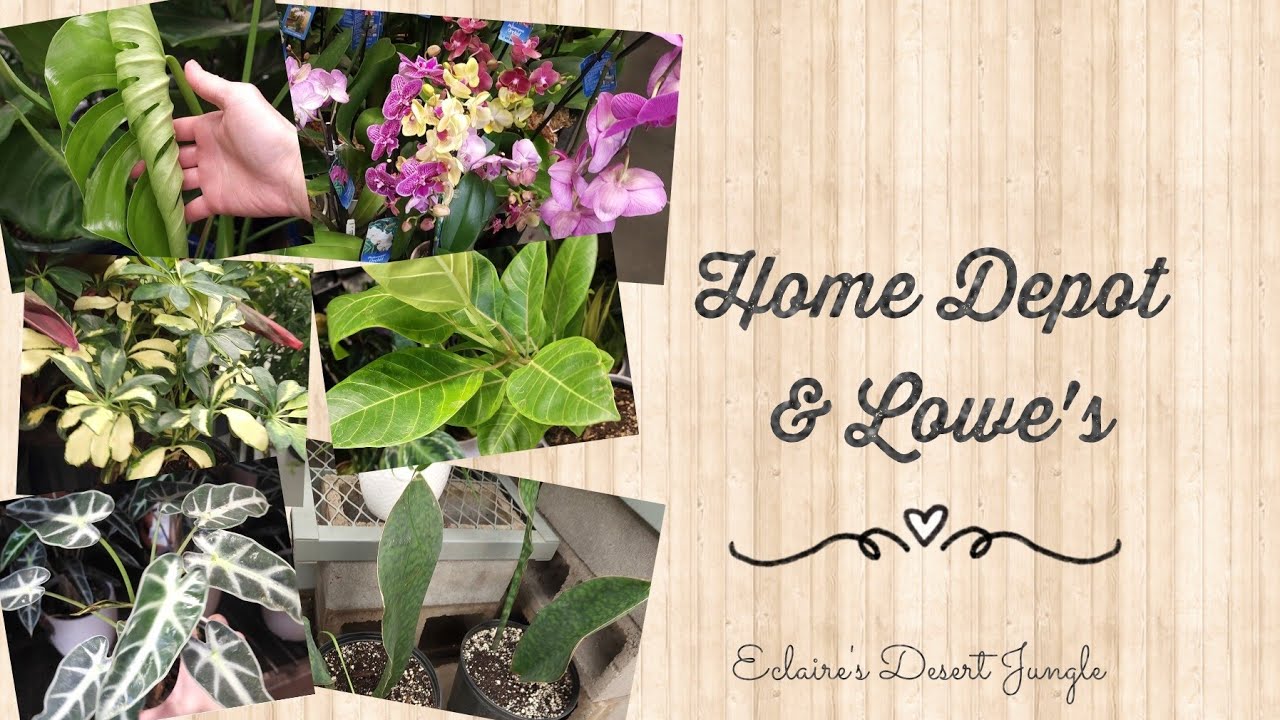 Home Depot and Lowe's | Big Box store plant shopping, late Spring