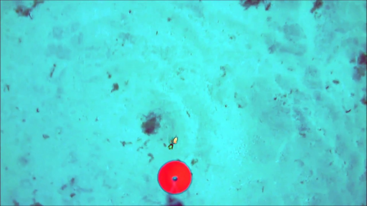 Tai rubber behaviour kabura jigging underwater - waterwolf