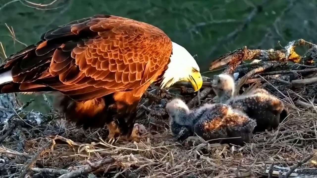 S05#126 #baldeagle | Review mother bird brings food to feed her chicks | bird nest with nature S05