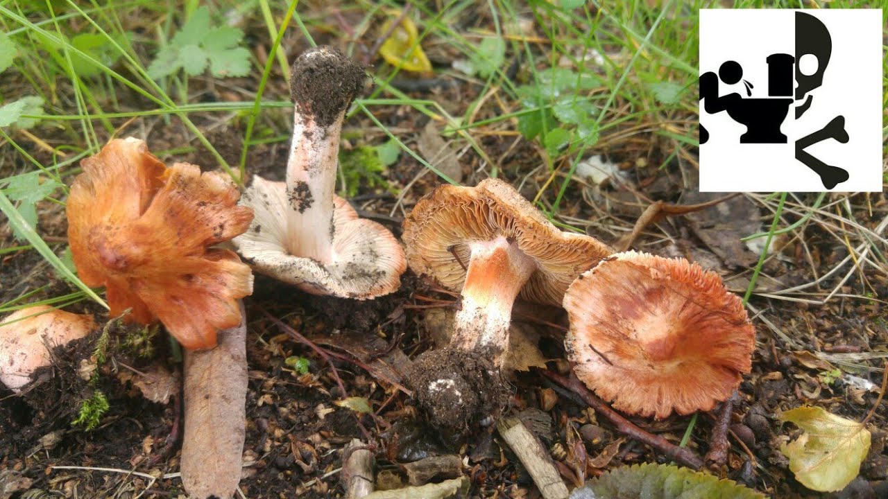 Strzępiak ceglasty&nbsp;(Inocybe erubescens) 17.06.2015 Jaworzno