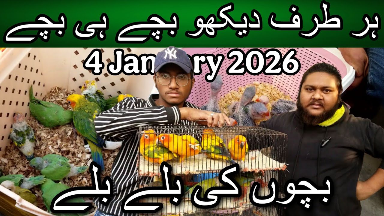 Lalukhet exotic birds market 4 January 2026 | Cheapest price parrot market in Karachi Pakistan