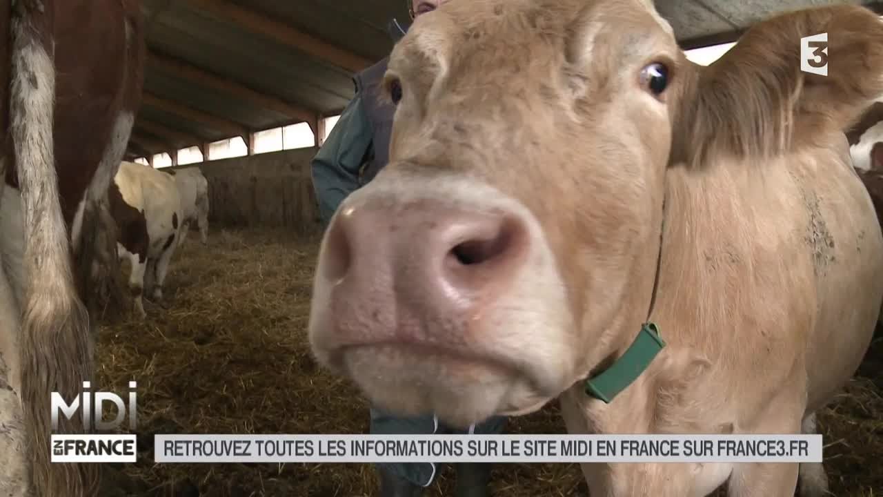 ANIMAUX : Dans le Vercors, le fromage est une affaire d'éleveurs