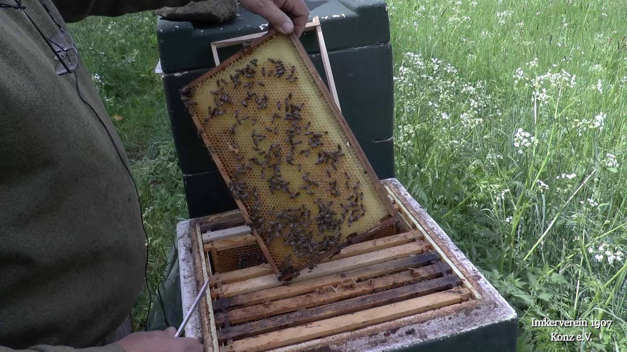 Ein schwaches Bienenvolk im Frühjahr (Volk 2)