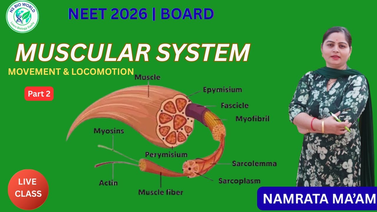 Muscular System Part 2 | Structure of Skeletal Muscle (NCERT) by Namrata maam