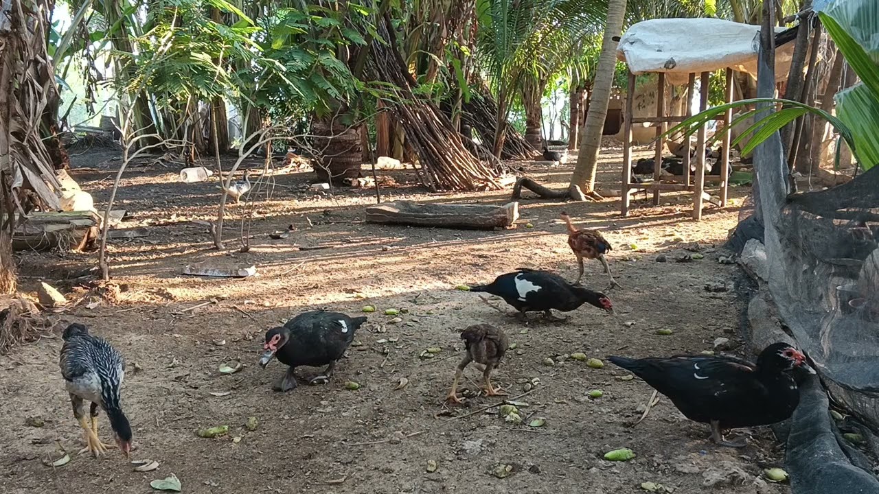Chickens and ducks are happily waiting for food. | Beautiful animal in nature