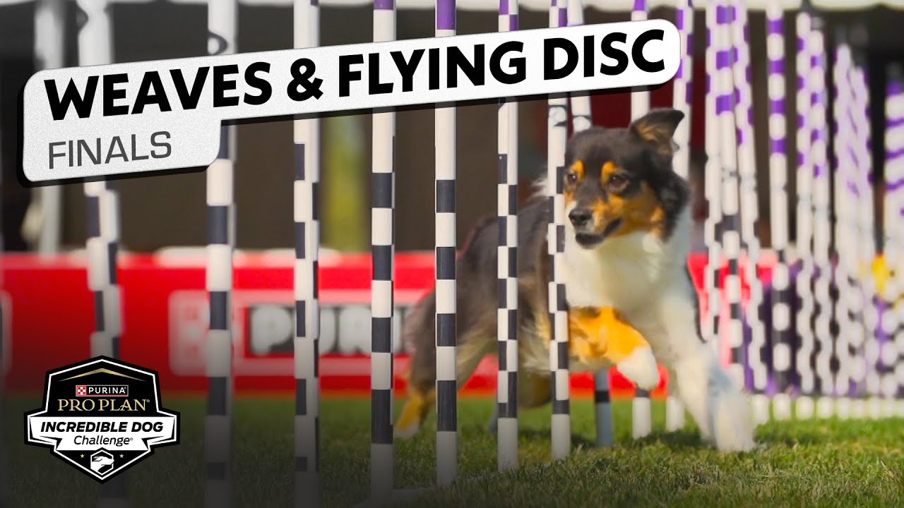 Incredible Dog Challenge: Weave, Flying Disc, Fetch It National Final | NBC Sports